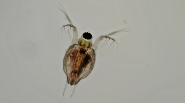 ein wasserfloh atmet und rudert in zeitlupe, daphnia