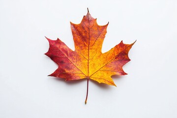 Fototapeta premium Single Red Leaf White Surface