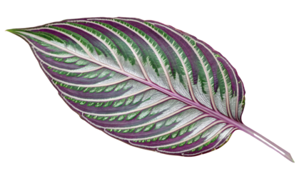 Peacock Ginger Leaf with Intricate Patterns and Vibrant Colors