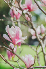 Fototapeta premium Pink magnolia buds on tree branches in a sunny garden, symbolizing the arrival of spring, concept of nature and renewal, vertical photo