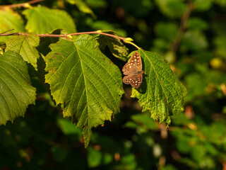 Waldbrettspiel-Schmetterling auf einem grünen Blatt im Sonnenlicht