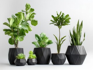 Fototapeta premium elegant collection of contemporary indoor plants in matte black ceramic planters with distinctive geometric shapes and natural textural details