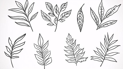 clean, minimalist line drawing of multiple fern types, with each fern leaf carefully outlined, isolated against a bright white backdrop. [Fern leaves]:[isolate on white background.Illustrations] 