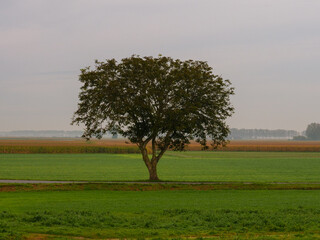 Einsamer Baum auf gr&uuml;nem Feld an einem bew&ouml;lkten Tag