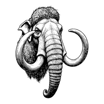 recommend clip art: Mammoth Head Front View Detailed Black and White Outline Line Art Drawing with Tusks