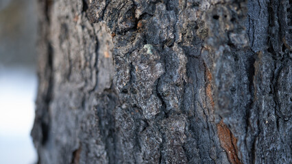 Textured Tree Bark Close-Up