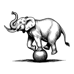 Obraz premium Elephant Balancing on Small Ball Black and White Outline Line Art Drawing Illustration