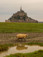  Schaf vor Mont-Saint-Michel bei Ebbe in der Normandie