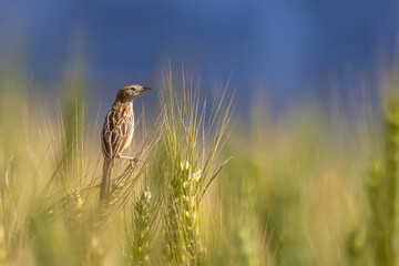 Striated grassbird