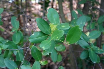 Green leaves of Freshwater mangrove tree. Dicotyledon or Magnoliopsida.