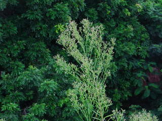 Tall Wildflower with Tiny White Buds Against a Dense Green Forest – Minimalist Nature Aesthetic in Hanoi, Vietnam