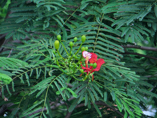 Exotic Red Flame Tree Flower with Green Buds and Delicate Leaves – Botanical Photography in Hanoi, Vietnam