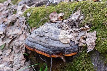 a chaga mushroom is growing on the log covered with moss close up