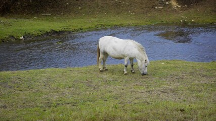 Small horse pony animal livestock grazes on the meadow on river shore