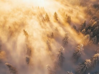 serene winter landscape photography snow-covered pine forest illuminated by golden sunlight breaking through morning mist