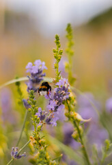 Bumblebee on lavender. The bumblebee exploring the lavender in a park.