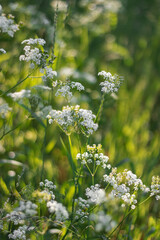 Cow Parsley (Anthriscus sylvestris or wild beaked parsley).