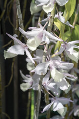 Beautiful Hooded Dendrobium (dendrobium aphyllum) flowers.