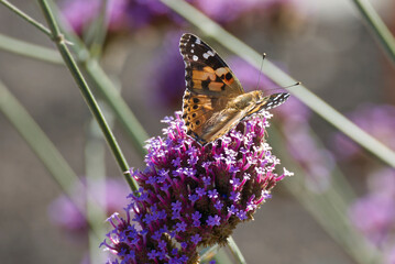 Painted Lady (Vanessa Cardui) Butterfly perched on purple flower in Zurich, Switzerland
