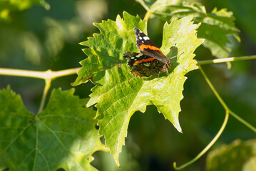 Red admiral butterfly (Vanessa Atalanta) perched on a green leaf in Zurich, Switzerland