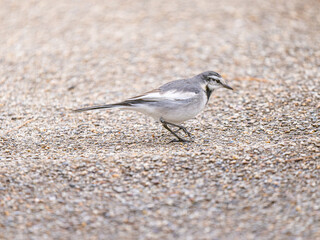 地面を歩くハクセキレイ