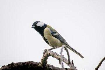 Fototapeta premium 枝にとまるシジュウカラ