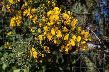 Detail of plant Cytisus in the spring, Sicily, Italy