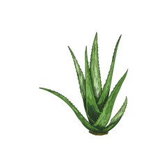 Vector image with a useful aloe vera plant with prickly green leaves on white background