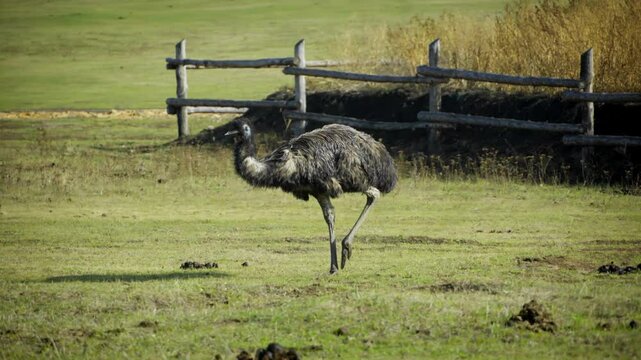 Ostriches emu standing grazing near wooden fence on ranch, Ostriches emu farm
