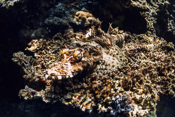 Stone fish hide and camouflage themselves on coral