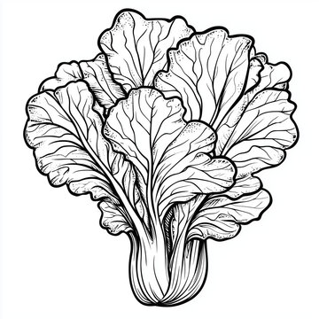 Simple line drawing of a ceberg Lettuce full body on a white background, 