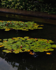 lilies in the pond