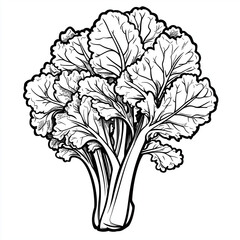 Simple line drawing of a kale on a white background, 