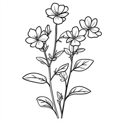 Simple line drawing of a Purslane on a white background,