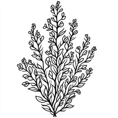 Naklejka premium Simple line drawing of a Seaweed full body on a white background,
