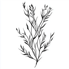 Obraz premium Simple line drawing of a Seaweed full body on a white background,