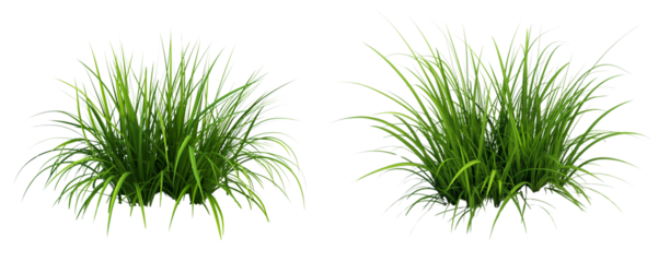 Ornamental tall grass bunches isolated on transparent background PNG
