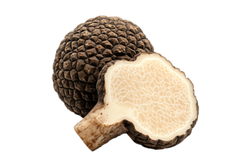 Fresh summer truffles isolated on white transparent background, great for culinary and gourmet themes.