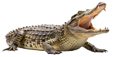 Fototapete crocodile isolated on white background © Anim