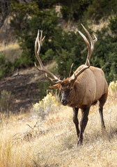 Bull Elk in Yellowstone National Park Wyoming During the Rut in Autumn
