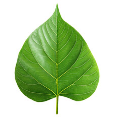 緑色の葉（Green leaf on white background）
