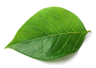 Obraz premium 緑色の葉（Green leaf on white background） 