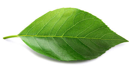 Obraz premium 緑色の葉（Green leaf on white background） 