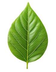 Obraz premium 緑色の葉（Green leaf on white background） 