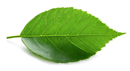 Obraz premium 緑色の葉（Green leaf on white background） 
