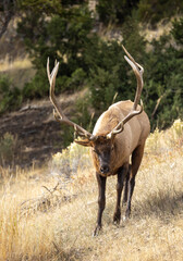 Bull Elk in Yellowstone National Park Wyoming During the Rut in Autumn