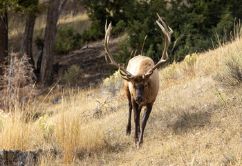 Bull Elk in Yellowstone National Park Wyoming During the Rut in Autumn