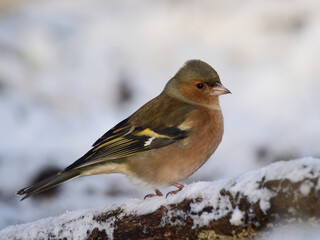 Eurasian chaffinch (Fringilla coelebs)
