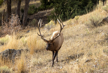 Bull Elk in Yellowstone National Park Wyoming During the Rut in Autumn