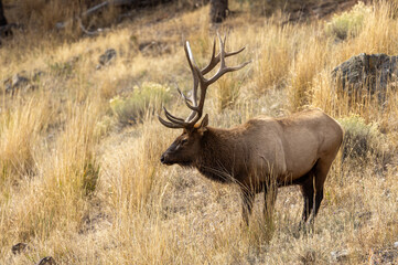 Bull Elk in Yellowstone National Park Wyoming During the Rut in Autumn